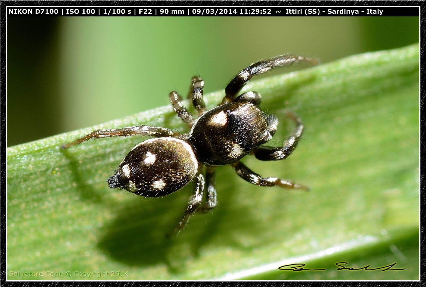 Heliophanus apiatus - Ittiri (SS)